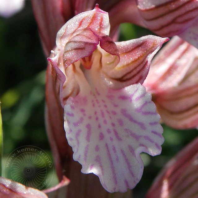 Sch-Kn-11-03-15-Olympos-15-s.jpg - Schmetterlings-Knabenkraut, Orchis papilionacea