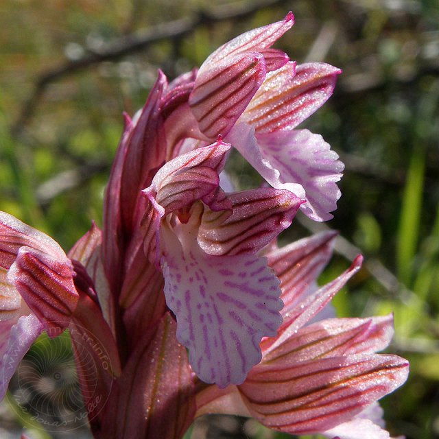 Sch-Kn-11-03-15-Olympos-16-s.jpg - Schmetterlings-Knabenkraut, Orchis papilionacea