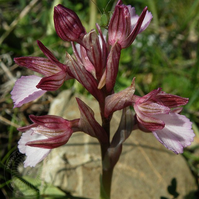 Sch-Kn-11-03-15-Olympos-17-s.jpg - Schmetterlings-Knabenkraut, Orchis papilionacea