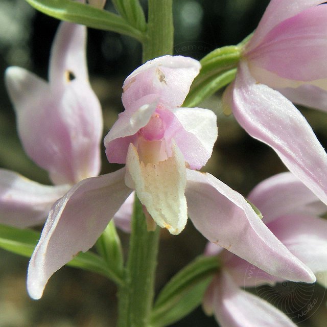 Waldv-10-04-25-Sapandere-104-s.jpg - Kurdisches Waldvögelein, Cephalanthera kurdica