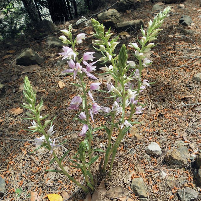 Waldv-10-04-25-Sapandere-110-s.jpg - Kurdisches Waldvögelein, Cephalanthera kurdica und Weißgesporntes Waldvögelein,  Cephalanthera Epipctoides