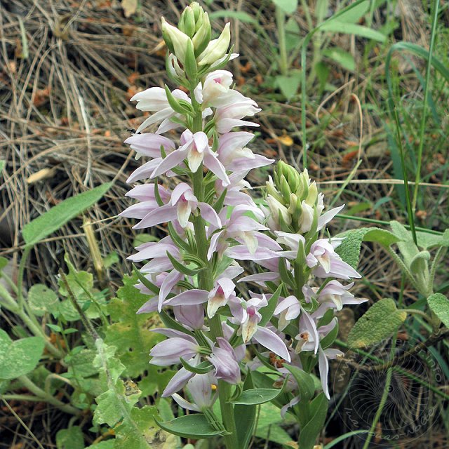 Waldv-10-04-25-Sapandere-186-s.jpg - Kurdisches Waldvögelein, Cephalanthera kurdica