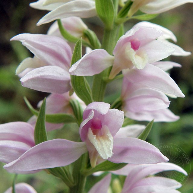 Waldv-10-04-25-Sapandere-190-s.jpg - Kurdisches Waldvögelein, Cephalanthera kurdica