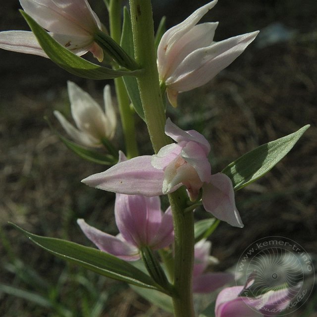 Waldv-11-04-18-Kuzdere-65.jpg - Kurdisches Waldvögelein, Cephalanthera kurdica