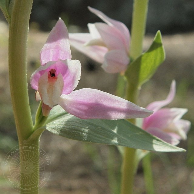 Waldv-11-04-18-Kuzdere-66.jpg - Kurdisches Waldvögelein, Cephalanthera kurdica