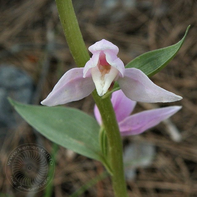 Waldv-11-04-18-Kuzdere-68.jpg - Kurdisches Waldvögelein, Cephalanthera kurdica