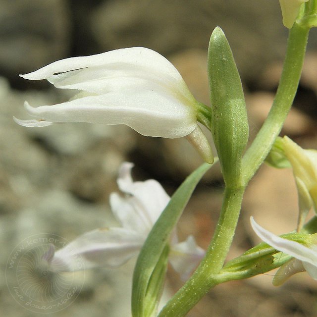 Waldvoegelein-10-04-25-Sapandere-090-s.jpg - Weißgesporntes Waldvögelein, Cephalanthera Epipctoides