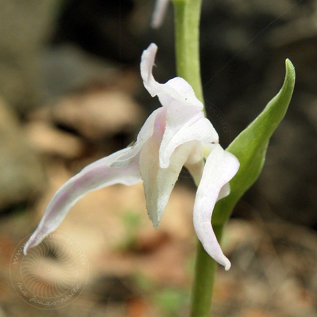 Waldvoegelein-10-04-25-Sapandere-091-s.jpg - Weißgesporntes Waldvögelein, Cephalanthera Epipctoides