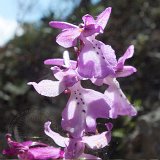 12-04-23-orchis-anatolica-43-ws