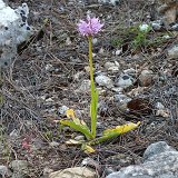 13-04-05-Orchis-italica-19-ws