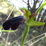 14-03-13-Ophrys-iricolor-057-ws