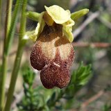 14-03-13-Ophrys-iricolor-075-ws