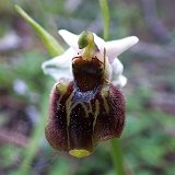 14-03-18-Ophrys-113-ws