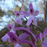 14-03-20-orchis-anatolica-03-ws