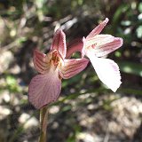 14-03-22-Orchis-papilionacea-40-ws