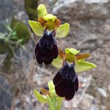 14-03-26-Ophrys-iricolor-57-ws