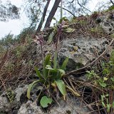 14-03-26-orchis-anatolica-141-ws