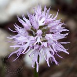 14-03-26-orchis-italica-108-ws