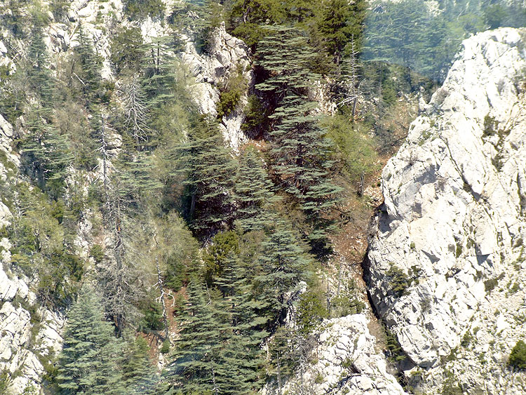 09-05-10-Tahtali-062-s.jpg - Am einfachsten kann man Zedern bei einer Fahrt mit der Seilbahn auf den Tahtali sehen