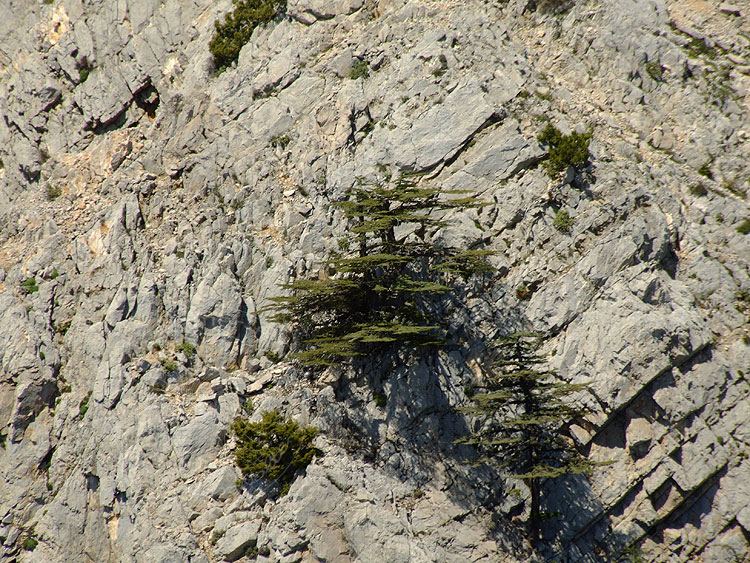 09-05-10-Tahtali-070-s.jpg - Sie scheinen aus dem schieren Fels zu wachsen