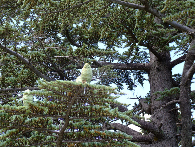 09-08-01-Bergtour-Kuzca-043-s.jpg - Die weiblichen Zapfen sondern ein klares Harz ab,