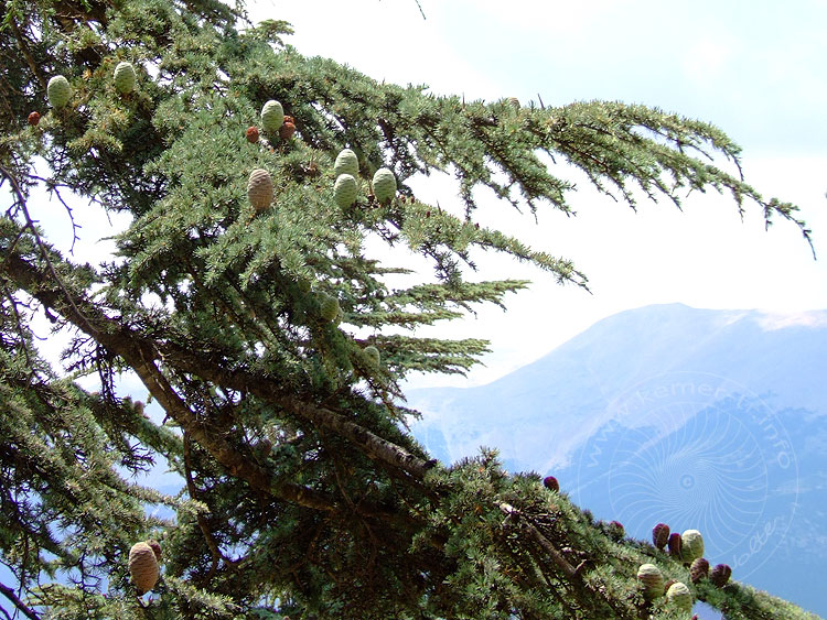 09-08-01-Bergtour-Kuzca-049-s.jpg - Nach der Befruchtung dauert es 12 Monate bis ein Zapfen reift, er wird dann braun, man sieht hier zwei Jahrgänge weiblicher Zapfen