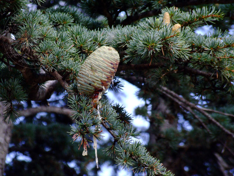 09-09-30-1-Gedelme-34-s.jpg - d.h. an einem Baum bilden sich männliche und weibliche Zapfen