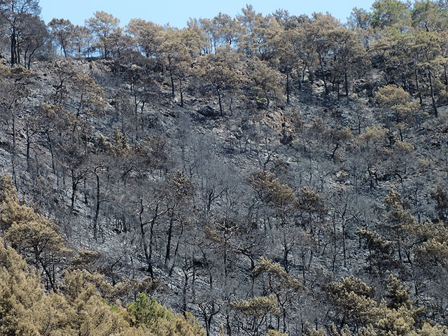 14-06-30-Adrasan-Feuer-015.jpg