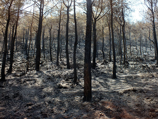 14-06-30-Adrasan-Feuer-086.jpg