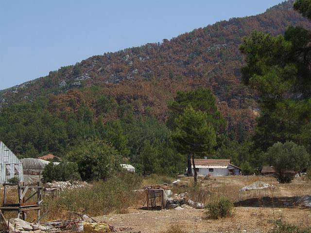 8-08-21-Olympos-075.JPG - Auf dem Hügel sind fast alle Bäume verbrannt