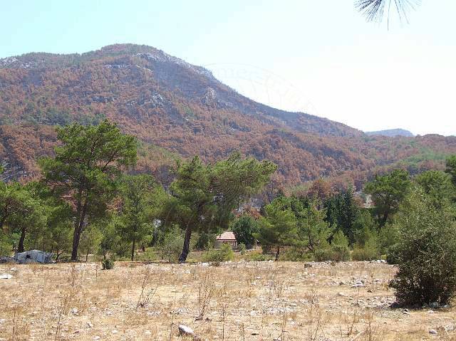 8-08-21-Olympos-079.JPG - Alles ist trocken, da brennt der Wald wie Zunder