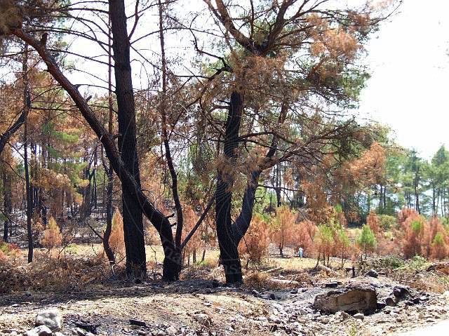 8-08-21-Olympos-101.JPG - Verblüffend, wie teilweise nur der halbe Baum abgebrannt ist