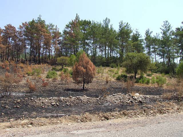 8-08-21-Olympos-104.JPG - Direkt an der Straße nach Adrasan