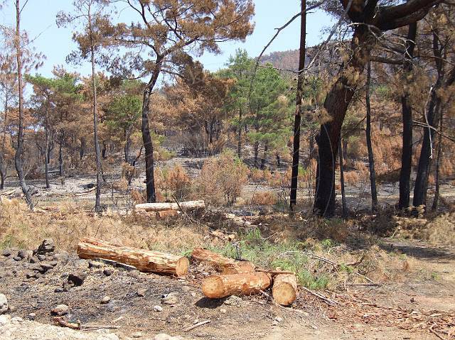 8-08-21-Olympos-111.JPG - Jetzt werden die ersten Bäume schon gefällt und verwertet, bevor sich Ungeziefer breit machen kann