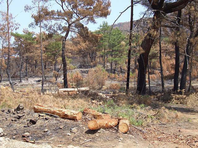 8-08-21-Olympos-111.JPG - Jetzt werden die ersten Bäume schon gefällt und verwertet, bevor sich Ungeziefer breit machen kann