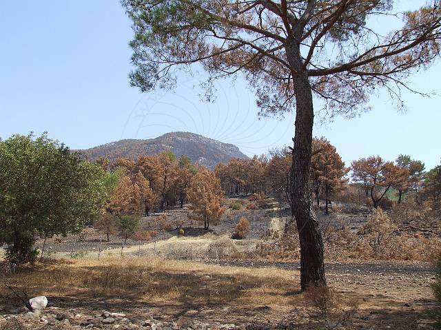 8-08-21-Olympos-118.JPG - Stellenweise hatte man auch Wege in den Wald gebahnt, um löschen zu können